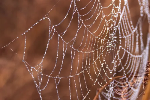 This is a close-up still life photograph taken during the morning in autumn, showing a spider's web adorned with numerous water droplets. The image was captured in the rural landscape of the Peak District in England, United Kingdom. The intricate patterns of the spider’s web are highlighted against a softly blurred, warm-toned background typical of an autumn morning. The delicate droplets clinging to the threads of the spiders web reflect the moisture and seasonal changes of the Peak District environment, emphasising both the beauty and complexity of rural England in the autumn.